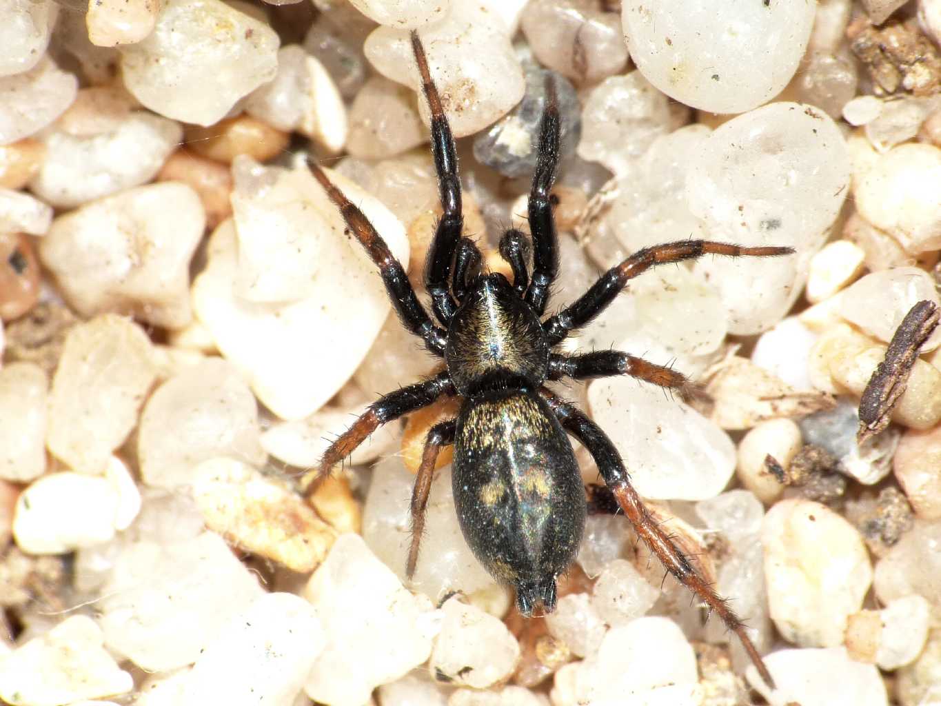 Piccolo Gnaphosidae: Callilepis nocturna  - Tolfa (RM)